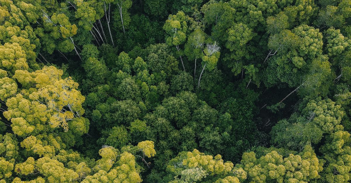Wald kaufen 2026: Lukrative Naturanlage statt Aktien