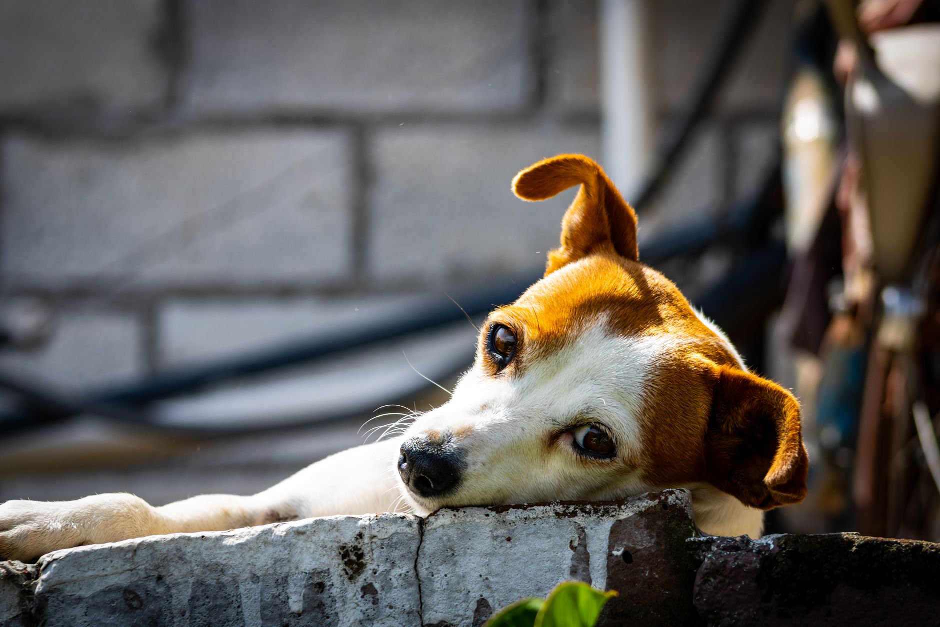 Mascotas y vivienda: influyen al 40% de los españoles